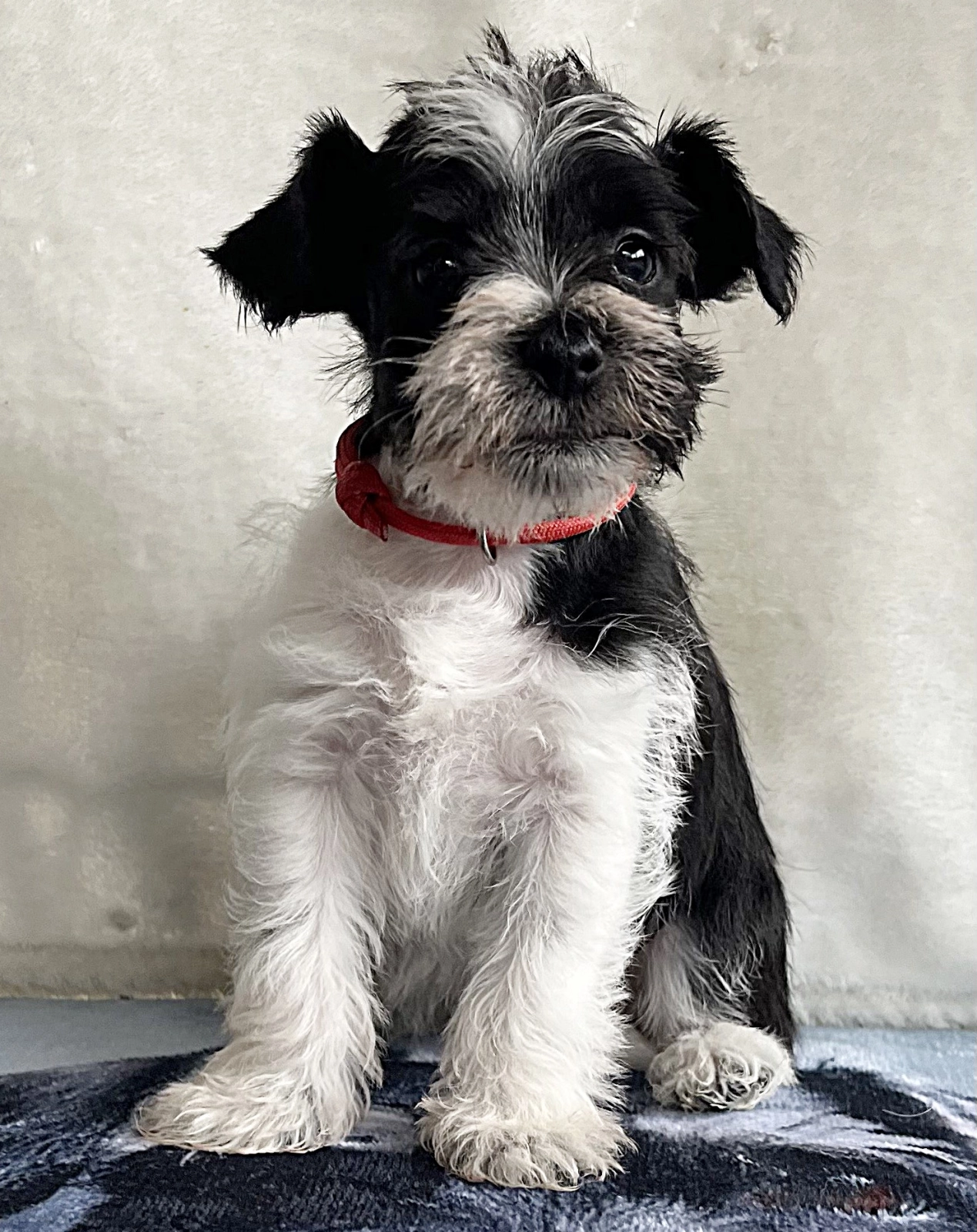 Ketlin American Schnauzer Miniature Schnauzer Puppy for sale