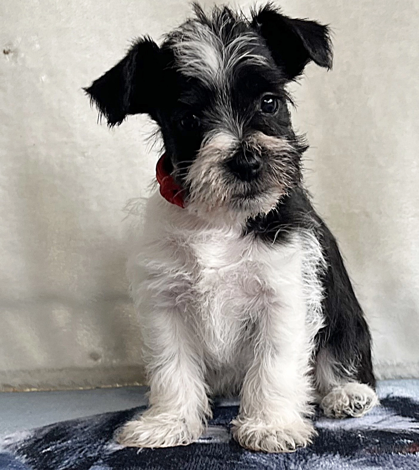 Ketlin - American Schnauzer - Zwergschnauzer Welpen kaufen | EuroPuppy, image size:1425x1600