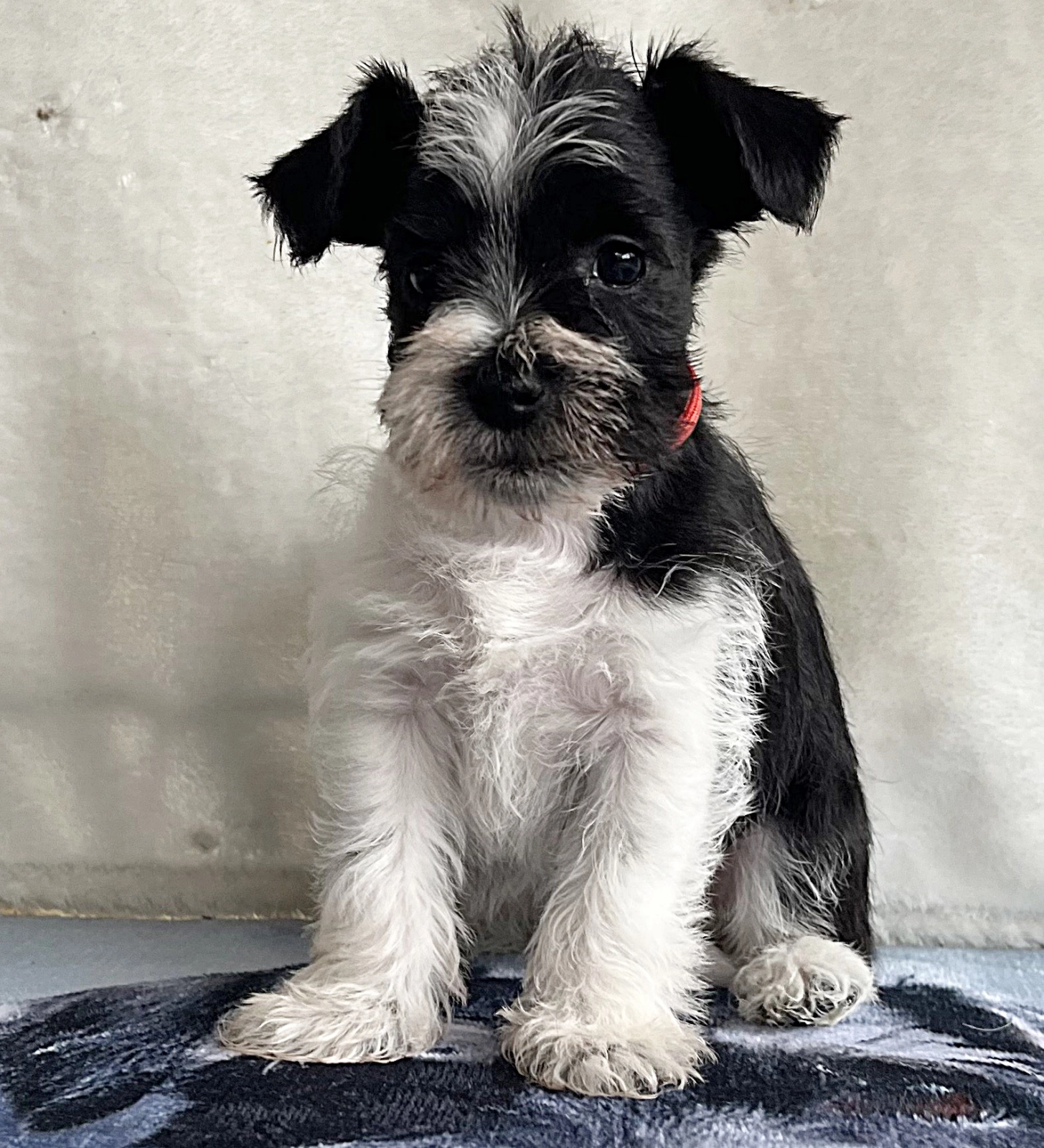 Ketlin American Schnauzer Miniature Schnauzer Puppy for sale