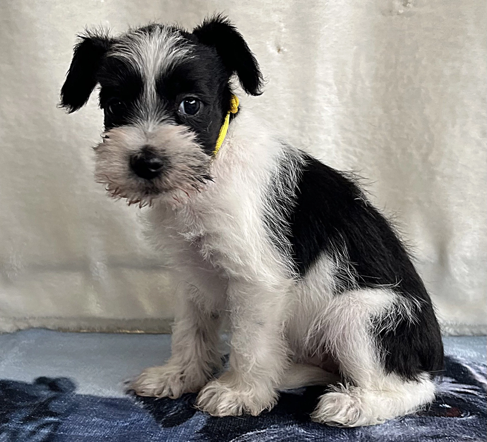 Schnauzer Dog Breed Black White Miniature Schnauzer Adoption White