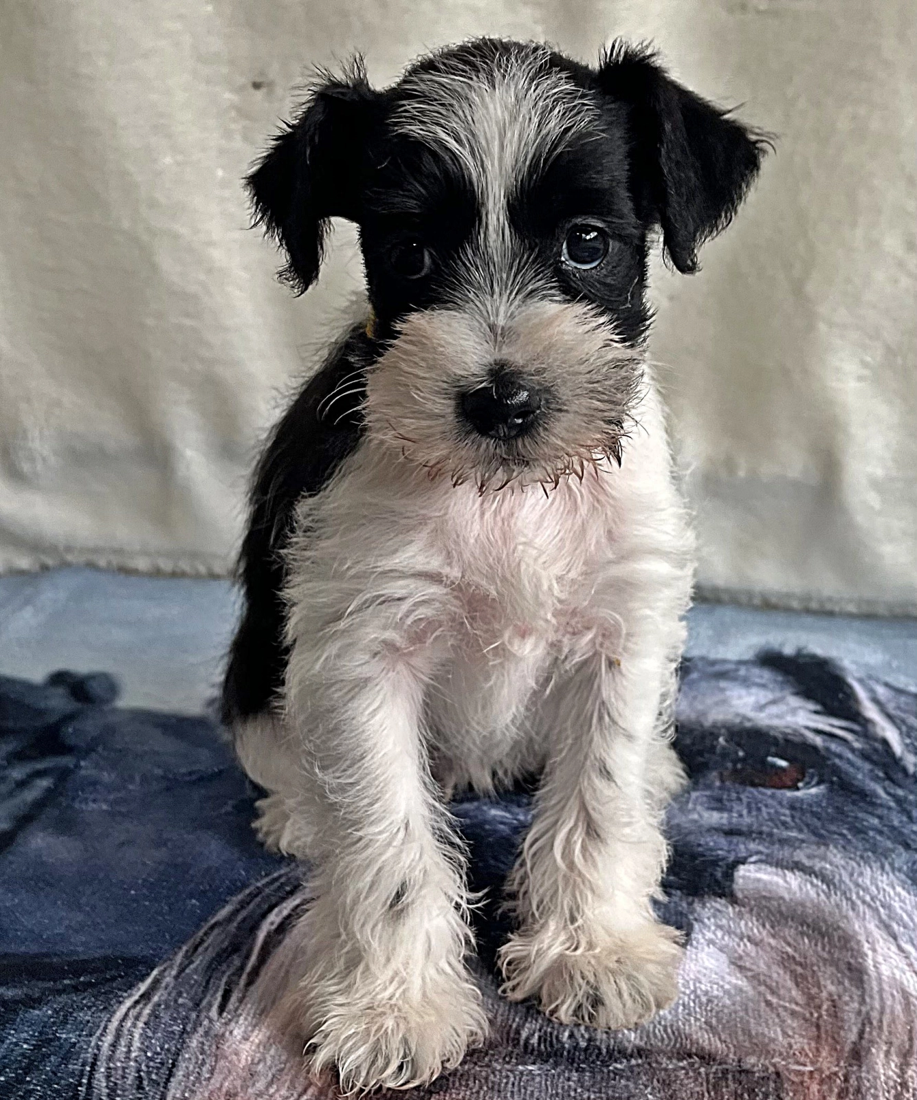 Keara American Schnauzer Miniature Schnauzer Puppy for sale