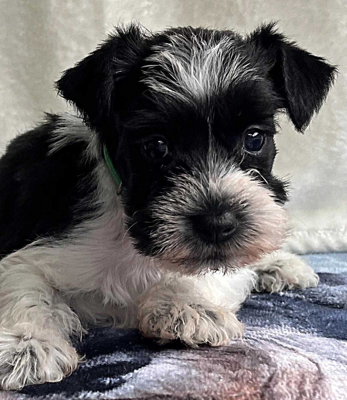 Kyla American Schnauzer Miniature Schnauzer Puppy for sale