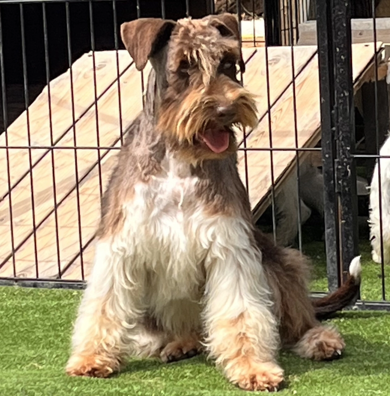 Schnauzer Hund Geschenkpapier Geschenkpapier Mit Miniatur Schnauzer Design  – Weihnachtliches Geschenkpapier Von Starprint, Niedlich \u0026 Festlich  Geschenkpapier Weihnachten, image size:1576x1600