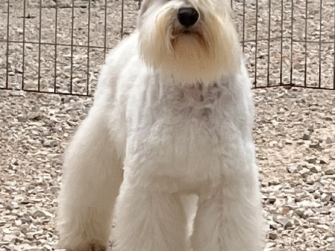 Miniature Schnauzer puppy for sale