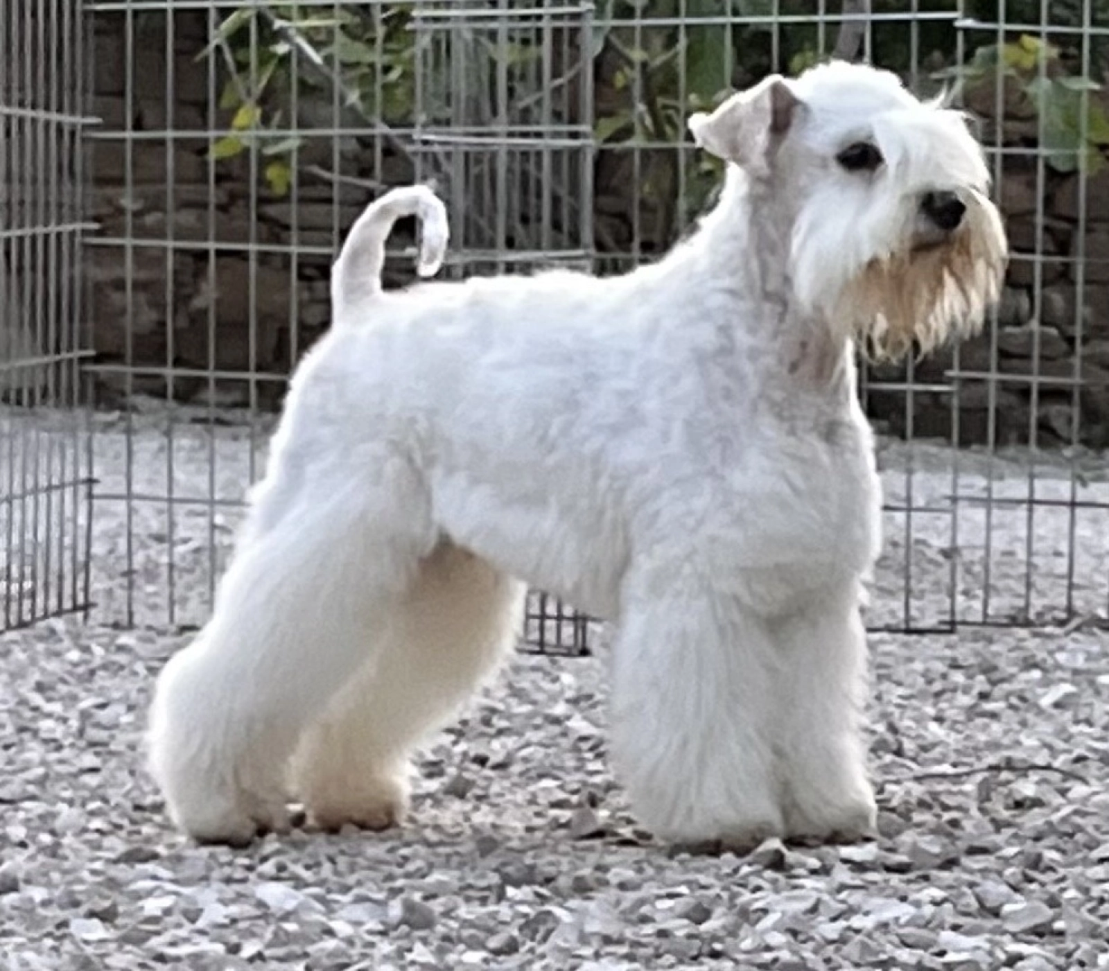 Welpe Zwergschnauzer Jung, Schwarz, Schnauzer, Tier PNG Bild und Clipart  zum kostenlosen Download, image size:1600x1401