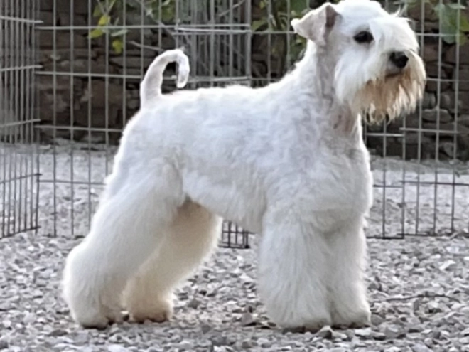 Miniature Schnauzer puppy for sale