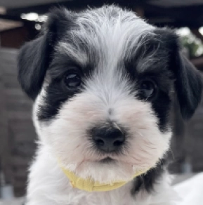 Perros Schnauzer Miniatura en venta