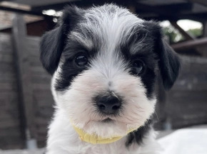 Miniature Schnauzer puppy for sale