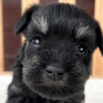 Nadina – American Schnauzer, black and silver Miniature Schnauzer for sale