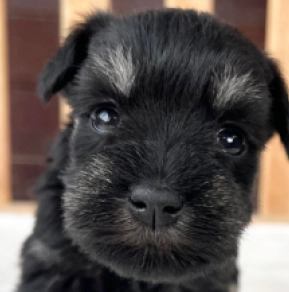 Perros Schnauzer Miniatura en venta