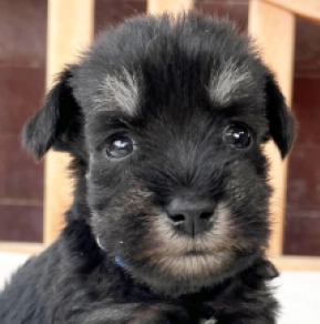 Perros Schnauzer Miniatura en venta