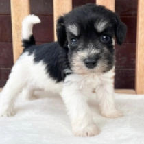 Noel – American Schnauzer, black particolor Miniature Schnauzer for sale