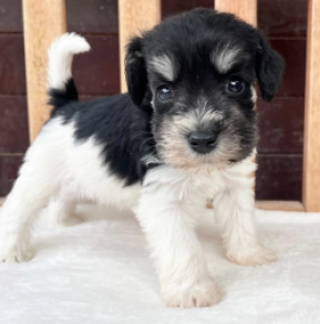 Perros Schnauzer Miniatura en venta