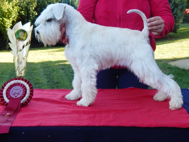 Miniature Schnauzer puppy for sale