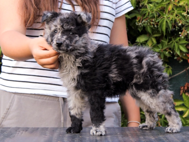 Mudi puppy for sale