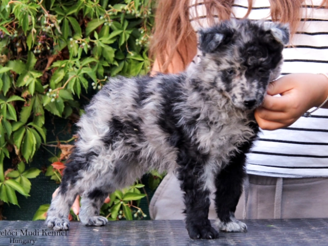 Mudi puppy for sale
