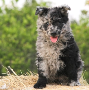 Mudi puppy for sale