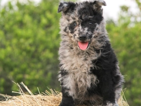Mudi puppy for sale