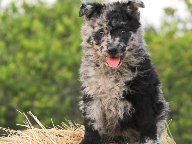 Mudi puppy for sale