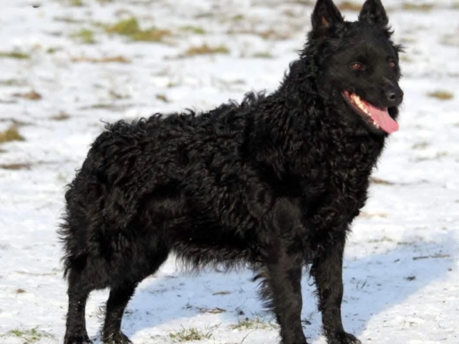 Mudi puppy for sale