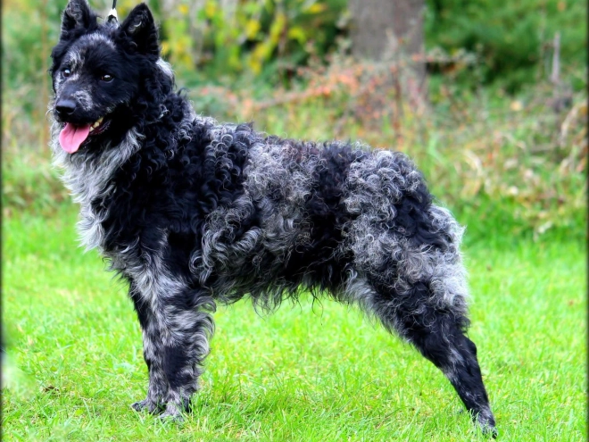 Mudi puppy for sale