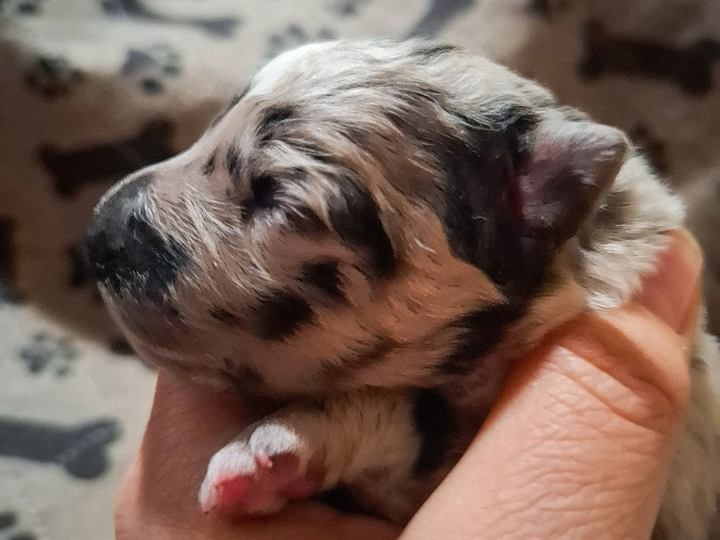 Mudi puppy for sale