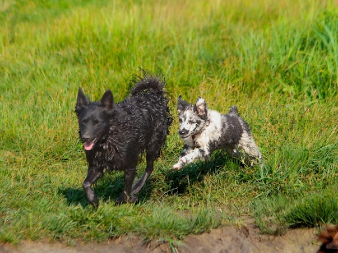 Mudi puppy for sale