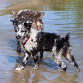 Mudi puppy for sale