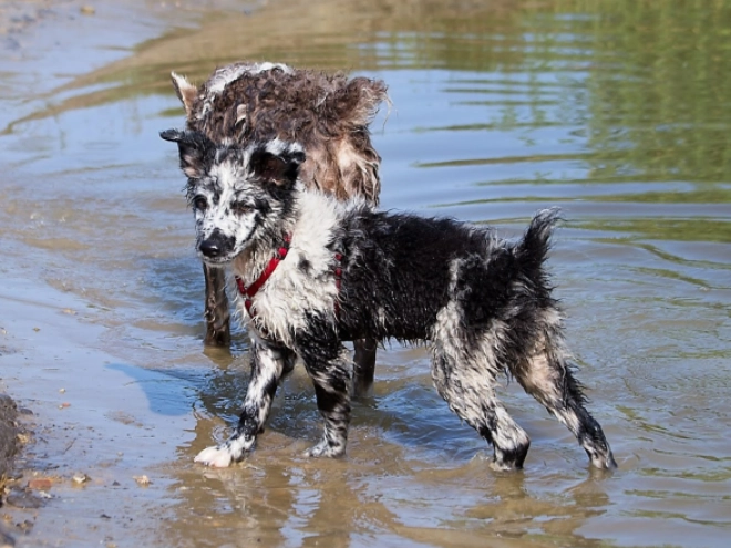 Mudi puppy for sale