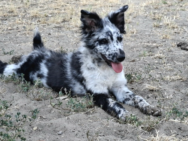 Mudi puppy for sale