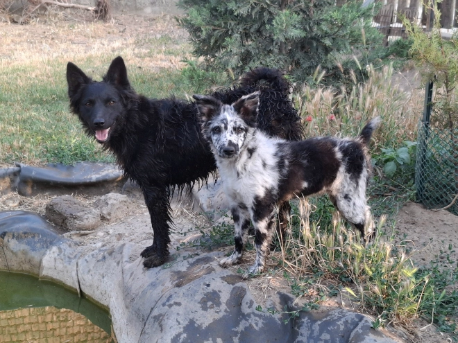 Mudi puppy for sale