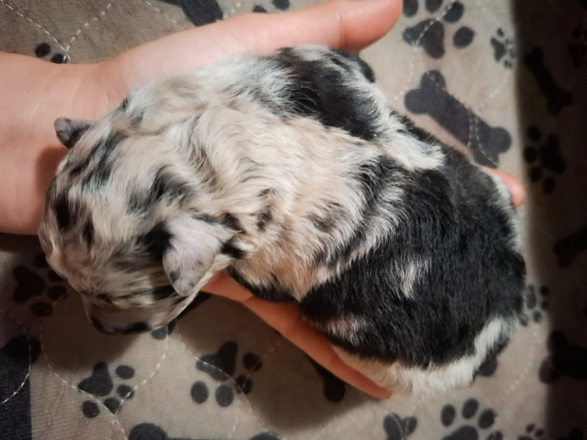 Mudi puppy for sale