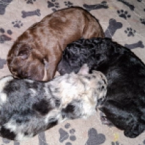 Mudi puppy for sale