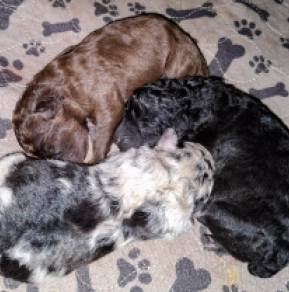 Perros Mudi en venta
