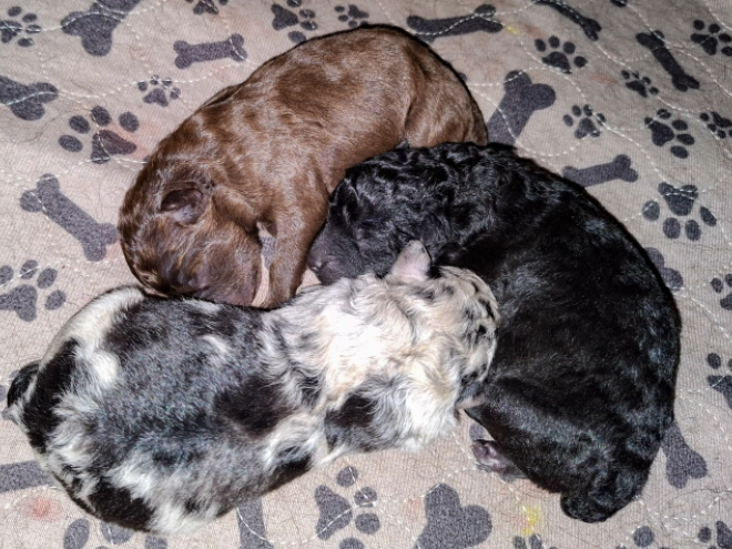 Mudi puppy for sale