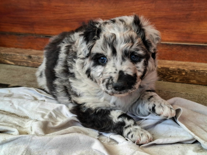 Mudi puppy for sale