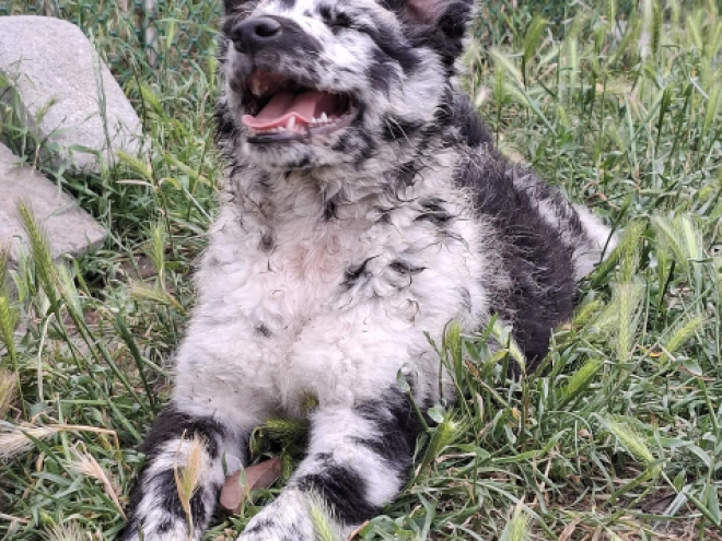 Perros Mudi en venta