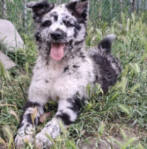 Perros Mudi en venta