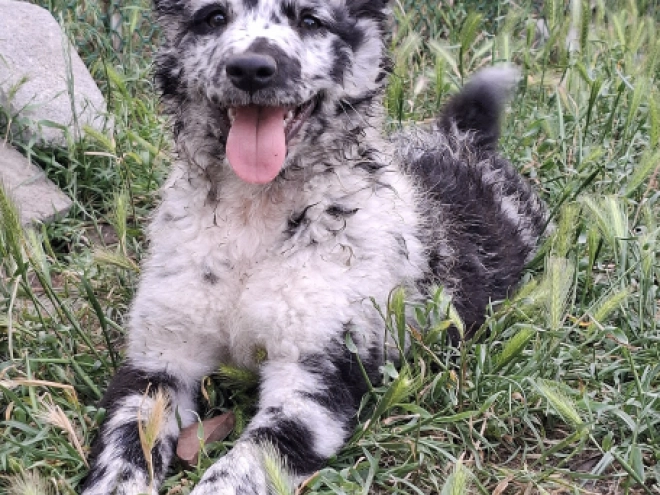 Perros Mudi en venta
