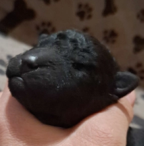 Perros Mudi en venta
