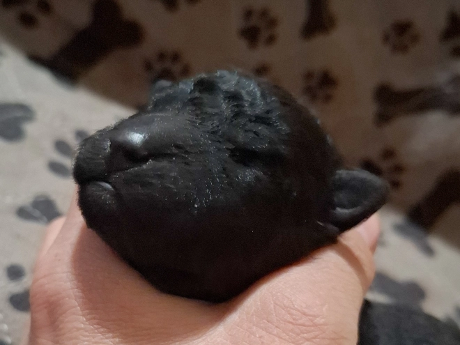 Mudi puppy for sale