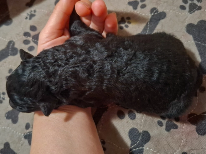 Mudi puppy for sale
