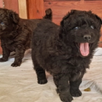 Perros Mudi en venta