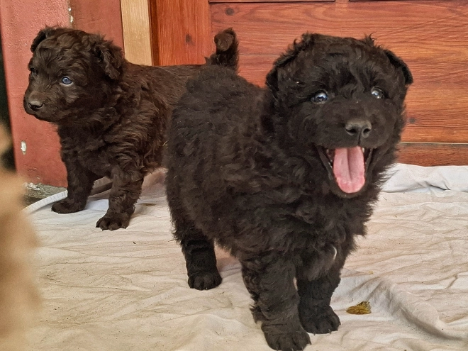 Mudi puppy for sale