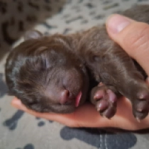 Mudi puppy for sale