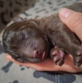 Perros Mudi en venta