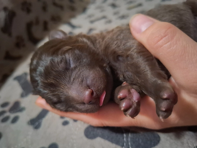 Mudi puppy for sale