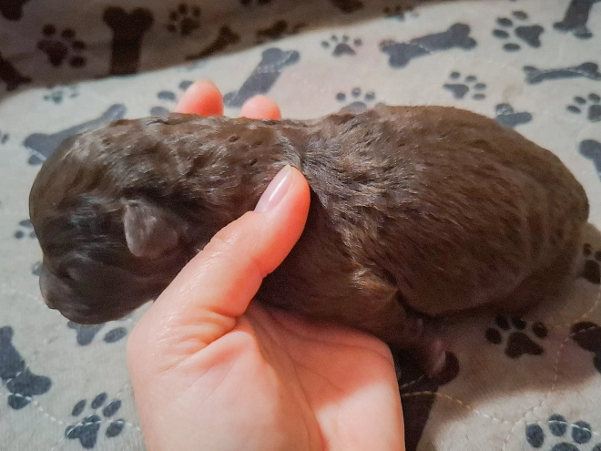 Mudi puppy for sale