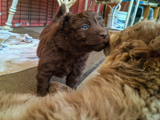 Mudi puppy for sale