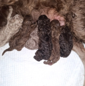 Mudi puppy for sale